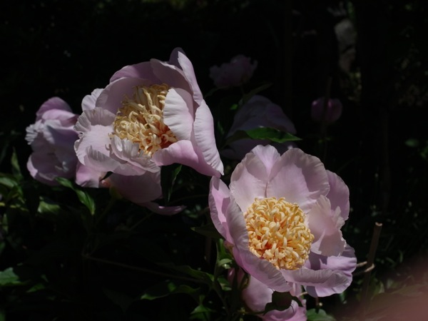 f:id:elmikamino:20110625111114j:image