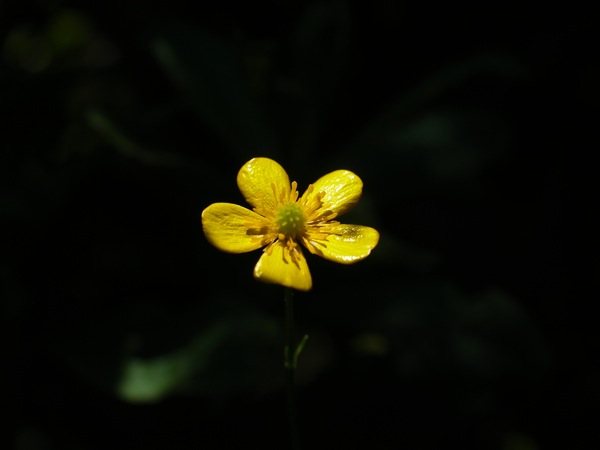 f:id:elmikamino:20110625111242j:image