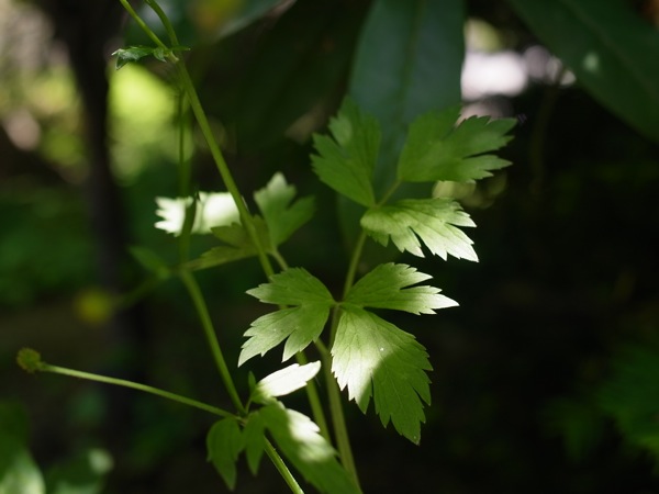 f:id:elmikamino:20110625111256j:image