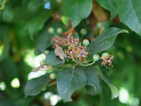 f:id:elmikamino:20110625111458j:image