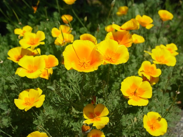 f:id:elmikamino:20110625111617j:image
