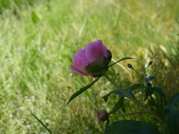 f:id:elmikamino:20110625111704j:image