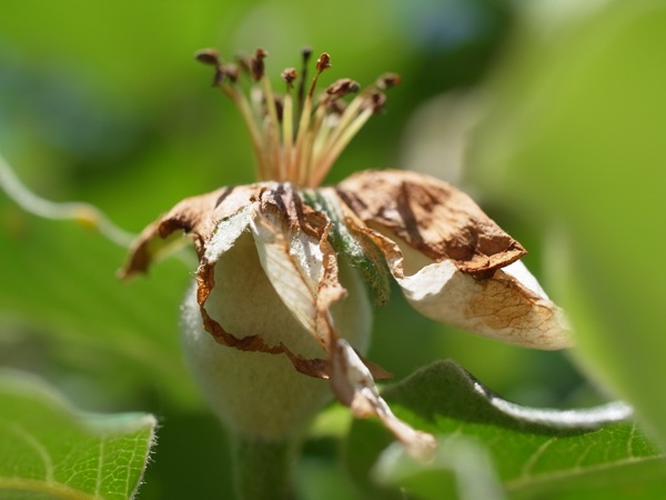 f:id:elmikamino:20110625111914j:image