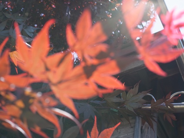 f:id:elmikamino:20110625112034j:image