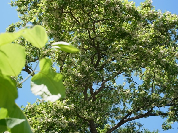 f:id:elmikamino:20110625112242j:image