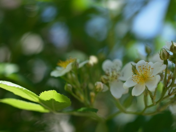 f:id:elmikamino:20110625112458j:image