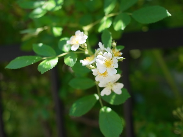 f:id:elmikamino:20110625112611j:image