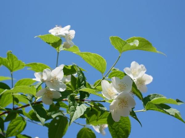 f:id:elmikamino:20110625113017j:image