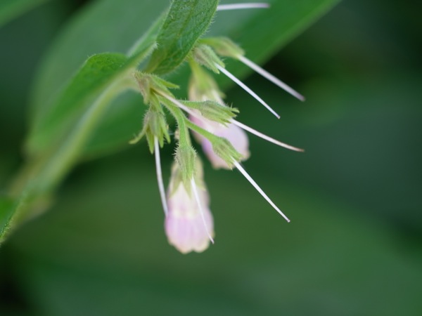 f:id:elmikamino:20110625113325j:image