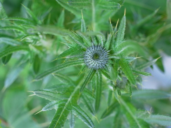 f:id:elmikamino:20110625113414j:image
