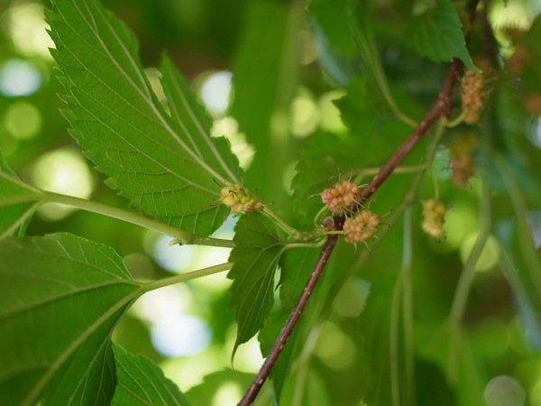 f:id:elmikamino:20110625113600j:image