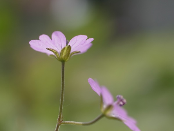 f:id:elmikamino:20110701091230j:image