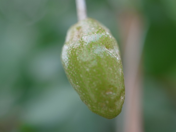 f:id:elmikamino:20110701091604j:image