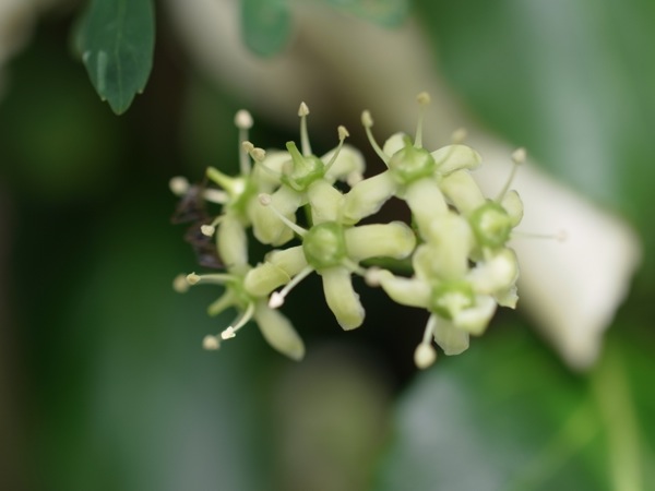 f:id:elmikamino:20110701092524j:image