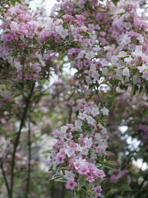 f:id:elmikamino:20110701092806j:image