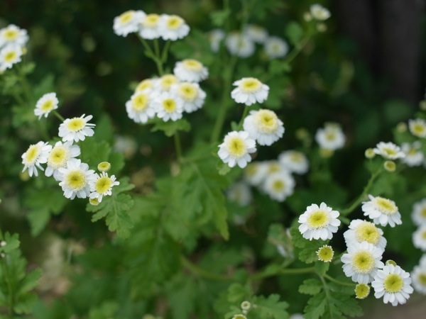 f:id:elmikamino:20110701092848j:image