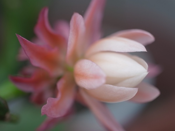 f:id:elmikamino:20110701093437j:image