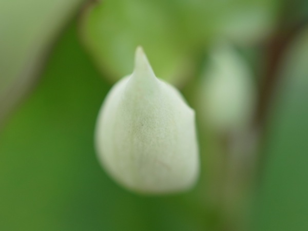 f:id:elmikamino:20110701093832j:image