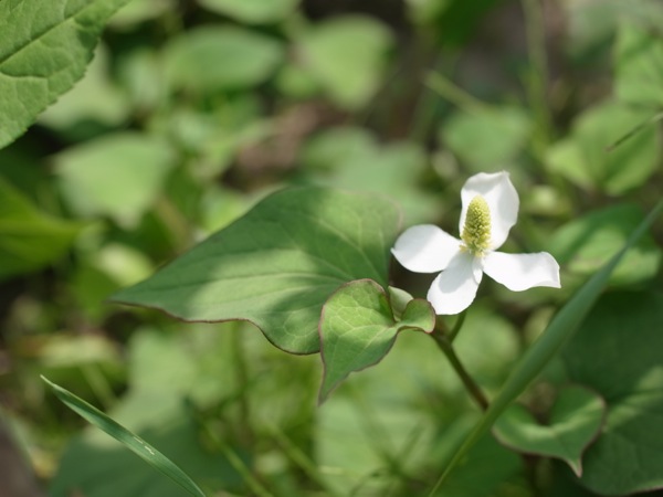 f:id:elmikamino:20110701093914j:image