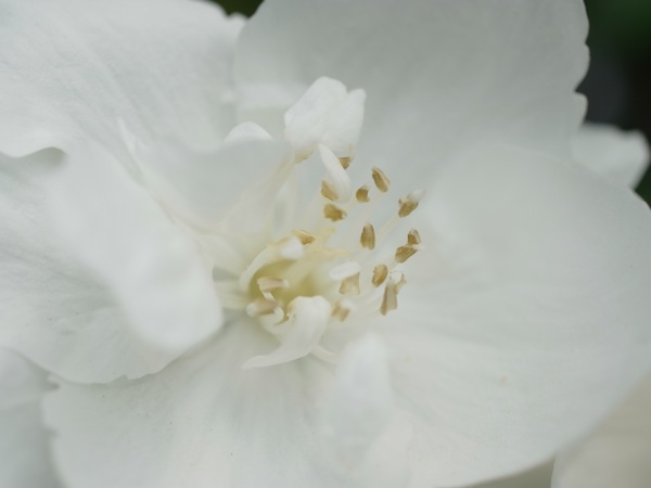 f:id:elmikamino:20110701094103j:image
