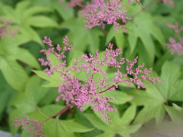 f:id:elmikamino:20110701094155j:image