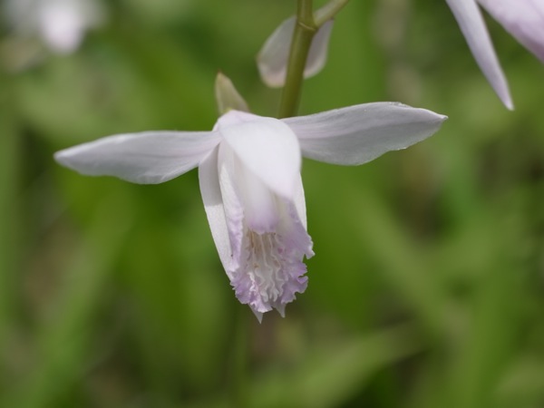 f:id:elmikamino:20110701094542j:image