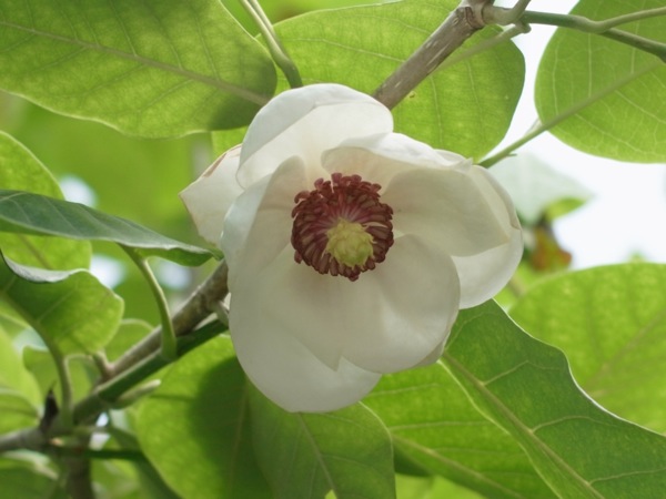 f:id:elmikamino:20110701094744j:image