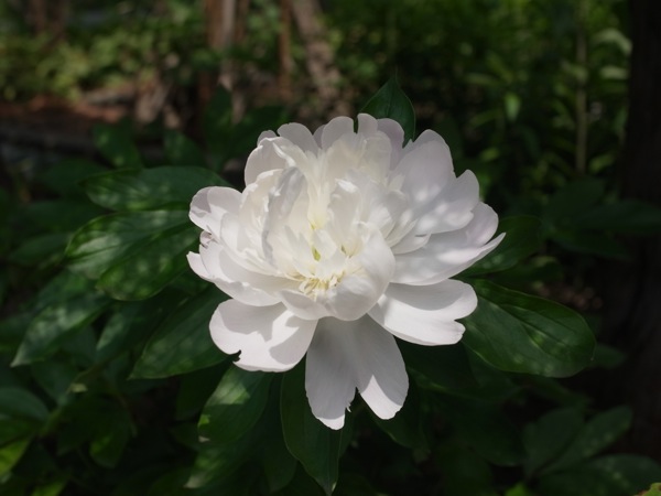 f:id:elmikamino:20110701094826j:image
