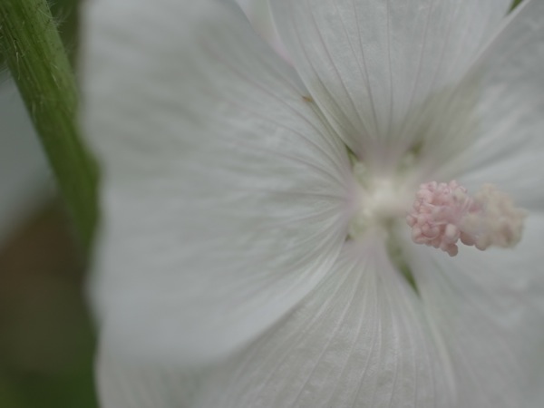 f:id:elmikamino:20110701094903j:image