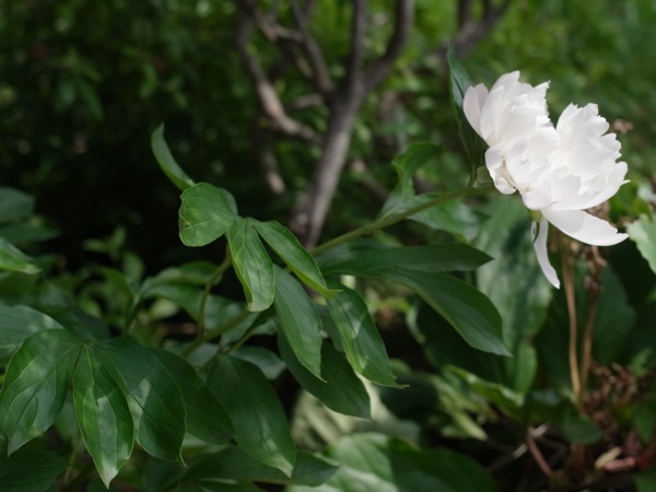 f:id:elmikamino:20110701094958j:image