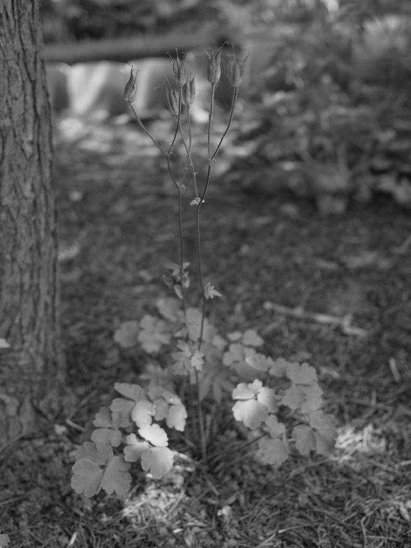 f:id:elmikamino:20110701095047j:image
