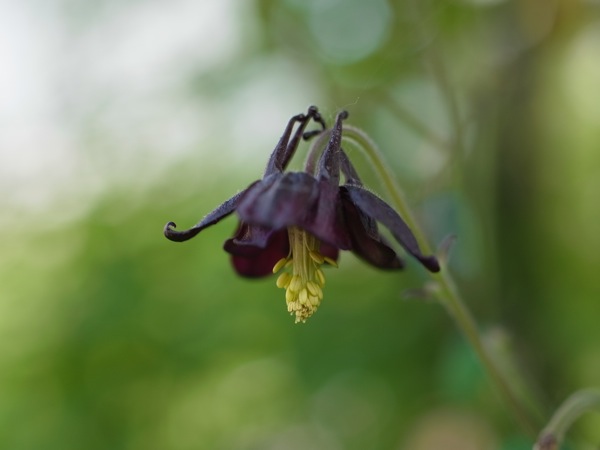 f:id:elmikamino:20110701095118j:image