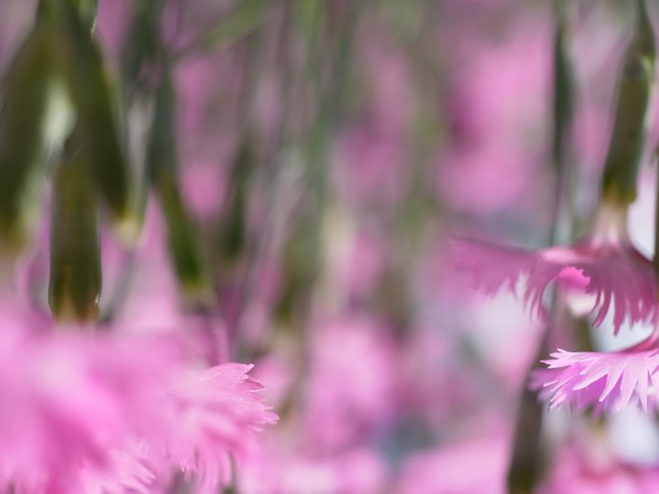 f:id:elmikamino:20110701095153j:image
