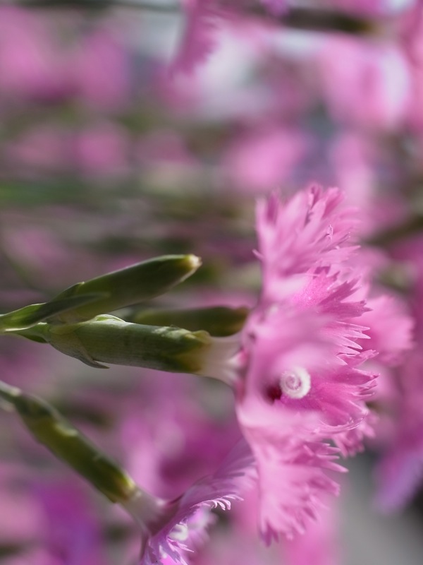 f:id:elmikamino:20110701095157j:image