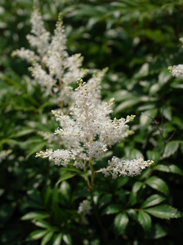 f:id:elmikamino:20110701095440j:image