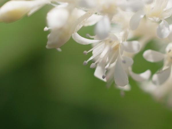 f:id:elmikamino:20110701095516j:image