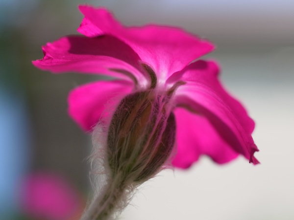 f:id:elmikamino:20110701100008j:image