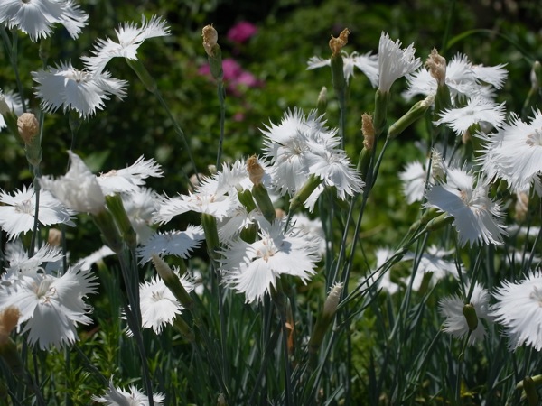 f:id:elmikamino:20110702101928j:image