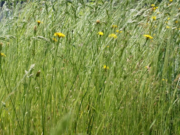 f:id:elmikamino:20110702102709j:image