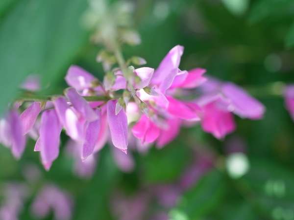 f:id:elmikamino:20110702103442j:image