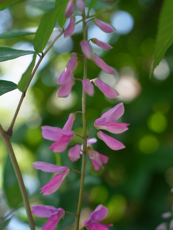 f:id:elmikamino:20110702103522j:image