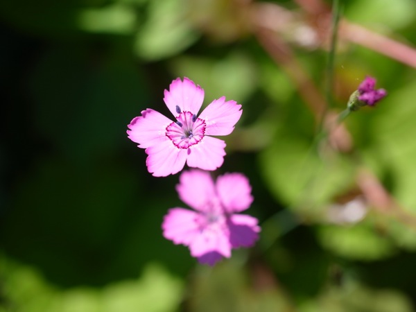 f:id:elmikamino:20110702103620j:image