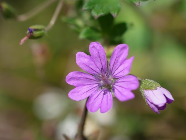 f:id:elmikamino:20110702103646j:image