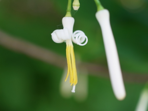 f:id:elmikamino:20110702104007j:image