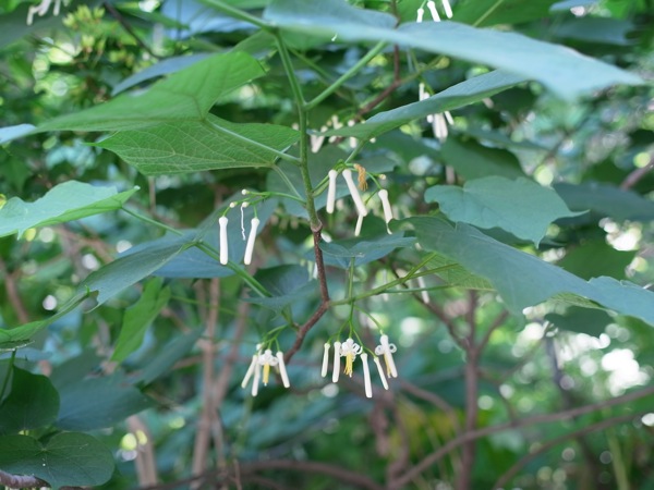 f:id:elmikamino:20110702104049j:image