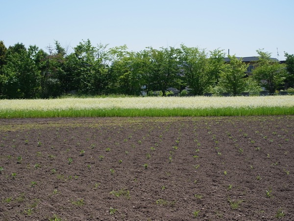 f:id:elmikamino:20110702104800j:image