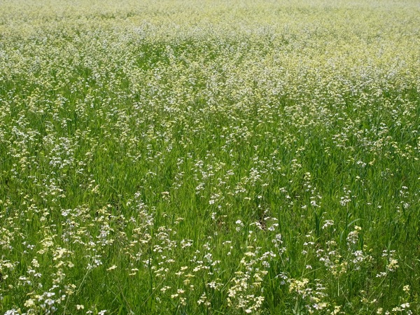 f:id:elmikamino:20110702105301j:image