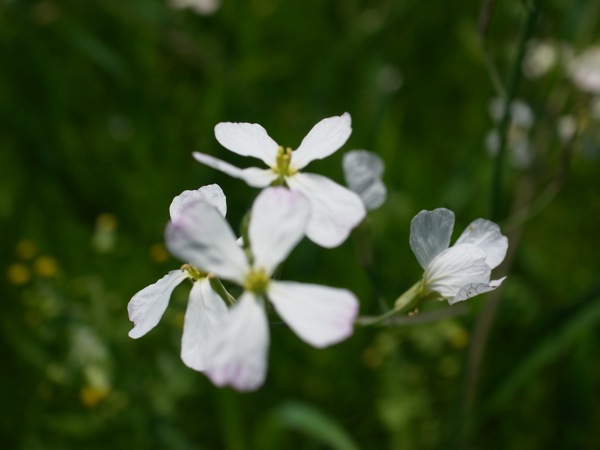 f:id:elmikamino:20110702105345j:image