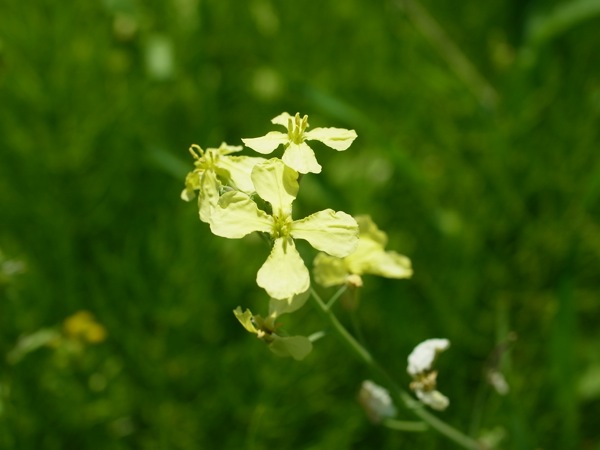 f:id:elmikamino:20110702105353j:image