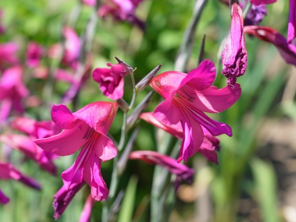 f:id:elmikamino:20110702105729j:image